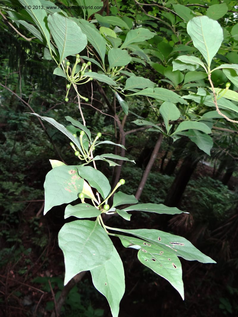 Lindera chienii, Davidson, C 11955--China. Zhejiang Priv. Tian Mu Shan. 31 May 2012. DSC00927 (163).JPG