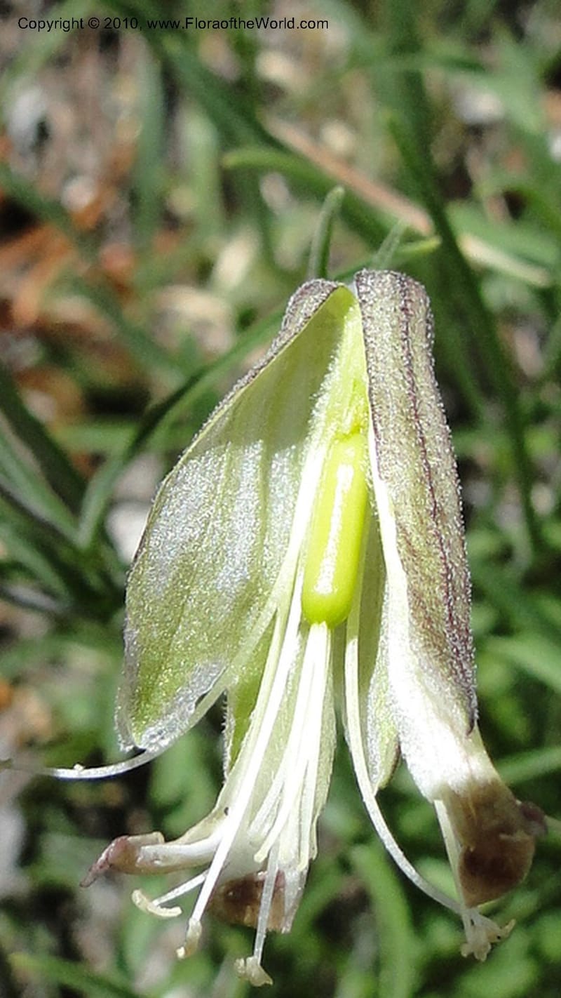 Silene repens, C. Davidson 11766--ID. Idaho Co. Josephine Lk Rd . 27 July 2010. 001 (60).jpg