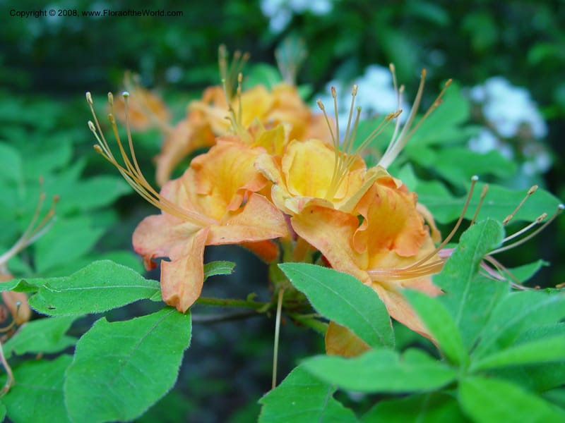 Rhododendron calendulaceum--CT. Redding. Highstead Arboretum. 27 Jun 03. 069.jpg