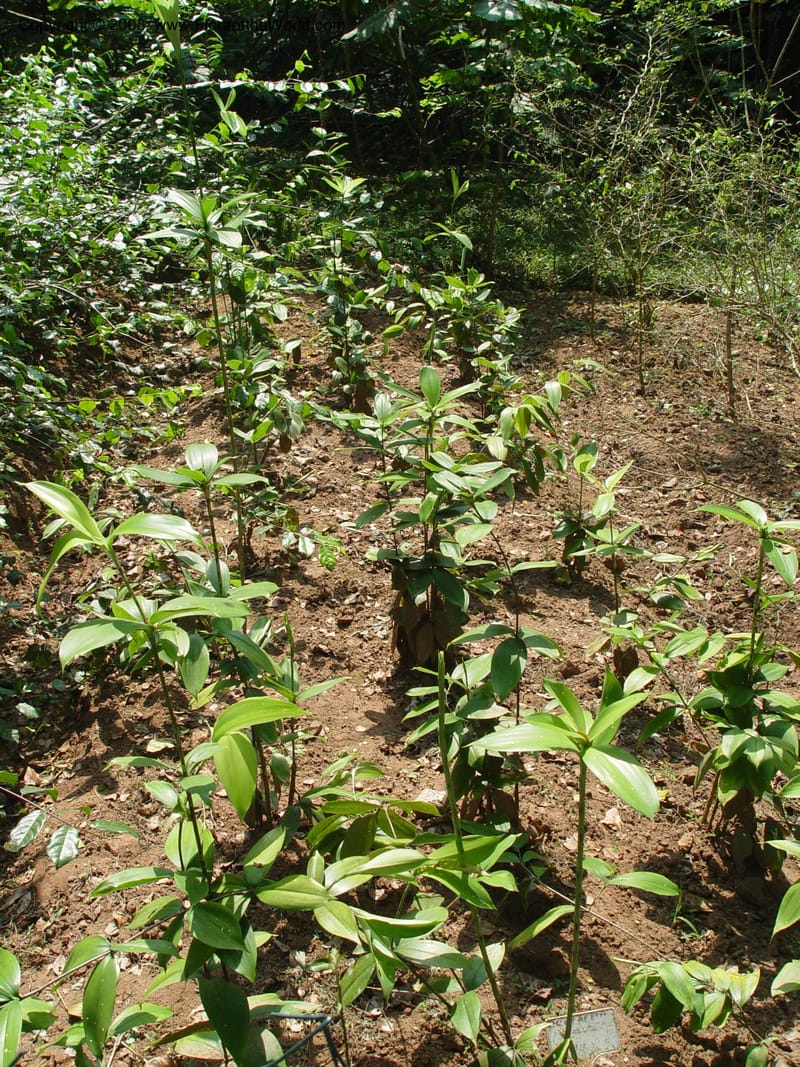 Dracaena succulosa--Ghana. Aburi Botanic Garden. 11 Dec 03. 260.jpg