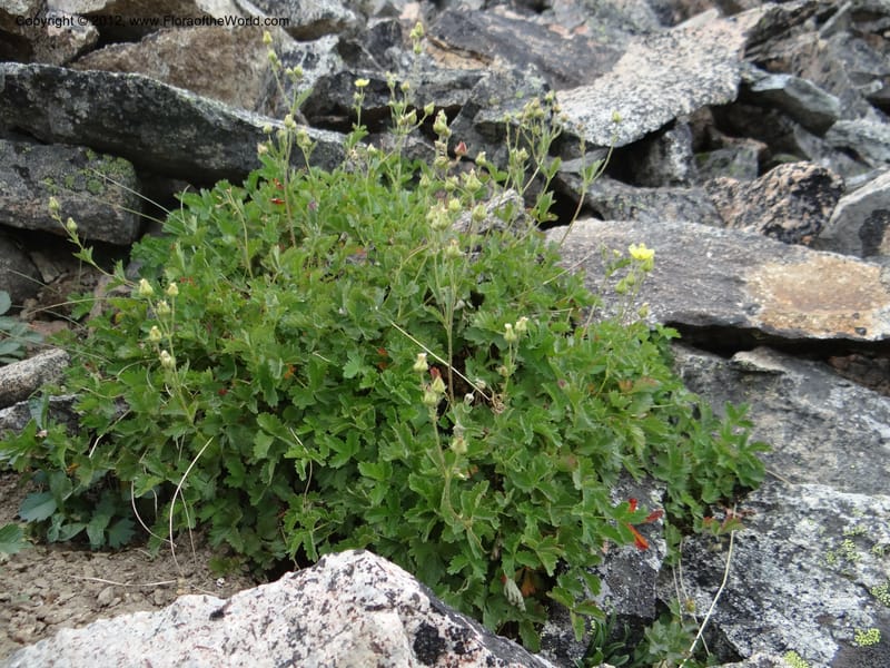 Drymocallis pseudorupestris, Davidson, C 12083--ID. Valley Co. Elk Summit. 7 Aug 2012. DSC04187 (93).JPG