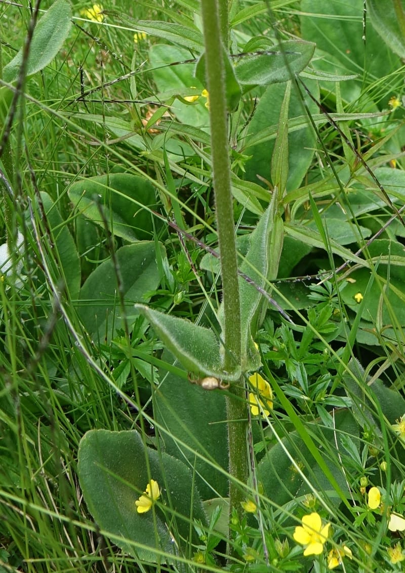 Arnica montana, Callmander, M 1293--Switzerland. Oberwald. Chapel St. Nikolas. 2 Jul 2016. DSC07728 (563).JPG