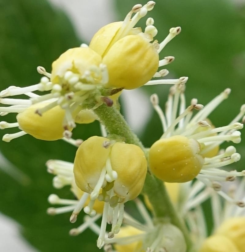 Cimicifuga, C. Davidson 13734--China. Yunnan. Zhongdian Xian. 9 Aug 2017. DSC03874 (226).JPG