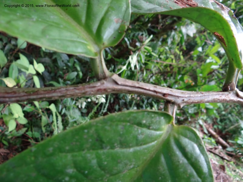 Marcgravia roonei, Hammel 26111--Costa Rica. Ranchos Tinamu. 3 Mar 2012. DSC03666 (74).JPG