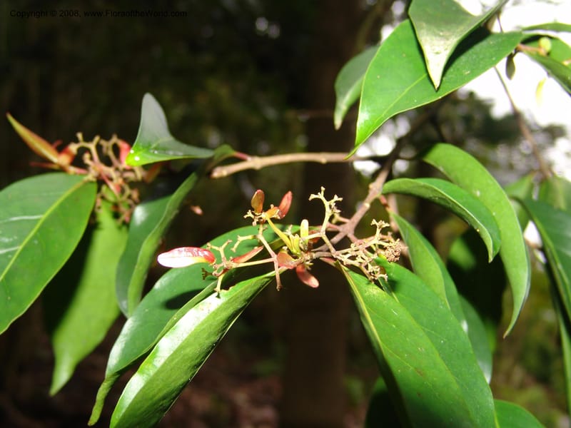 Zinowiewia matudai--CA. San Francisco Botanical Garden (Strybing Arb.). 30 Mch 06. 208.jpg