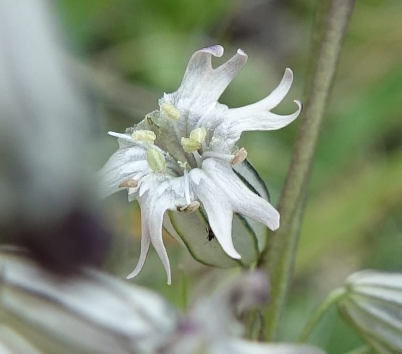 Silene gracilicaulis, D. Boufford 44025--China. Sichuan. Litang Xian. 15 Aug 2017. DSC06139 (260).JPG