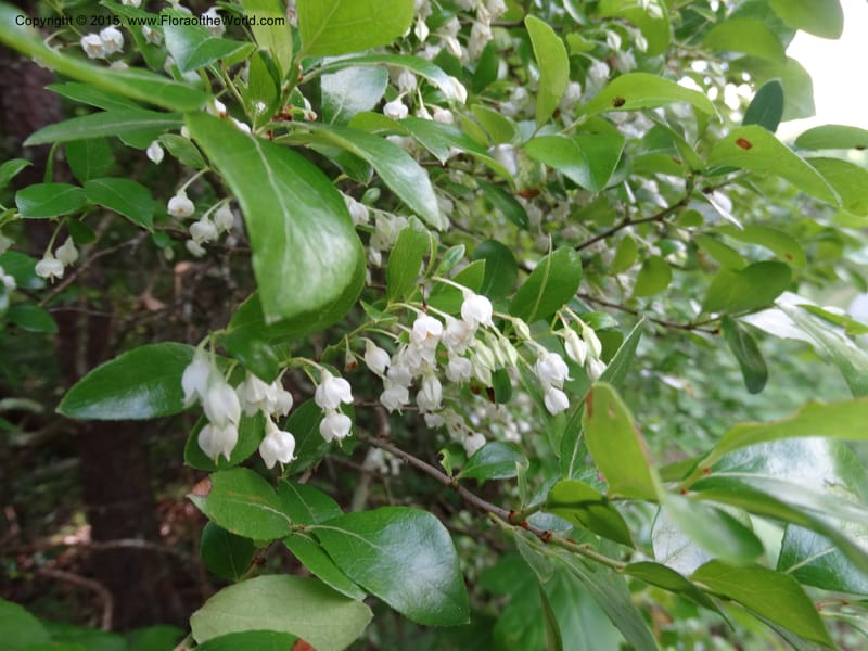 Vaccinium arboreum, Davidson, C 13042--South Carolina. Oconee Co. Tugaloo R. 19 May 2015.  (64).JPG