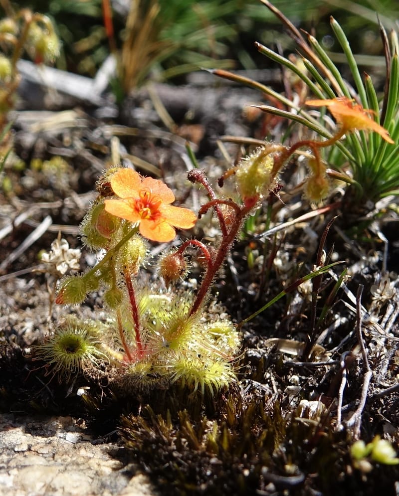 Drosera glanduligera, Davidson, C 13468--Australia. W.A. Sullivan's Rock. 28 Oct 2016. DSC05796 (137).JPG