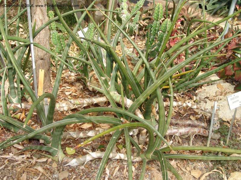 Sansevieria caulescens--France. Nancy. Jard. Bot. Montet. 2 May 05. 091.jpg