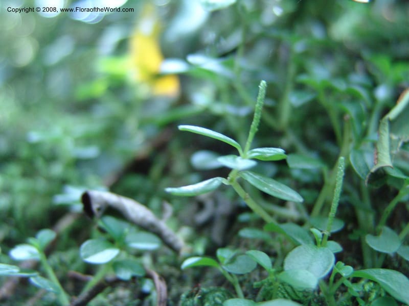 Peperomia retusa cf--Kenya. Kakamega Forest. 8 Jul 04. 172.jpg