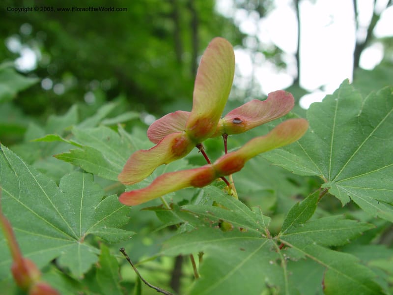 Acer pseudosieboldianum, 1400-77-A--MA. Arnold Arboretum. 30 Jun 03. 001.jpg