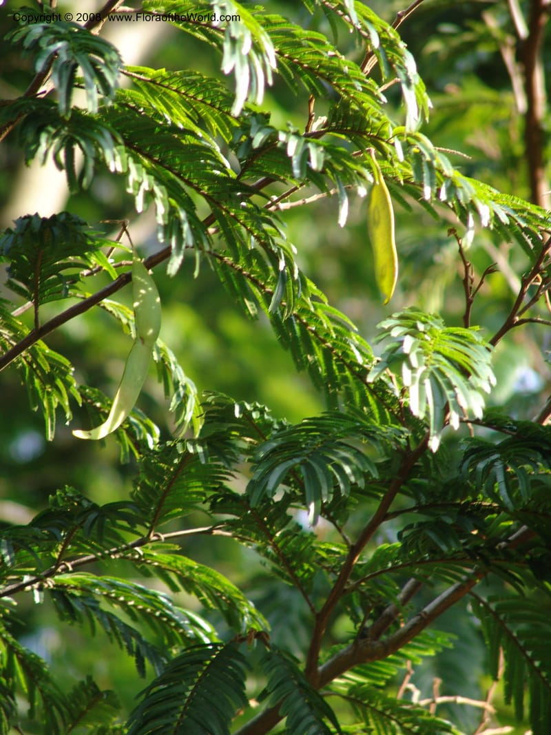 Newtonia buchananii--Kenya. Brooks Bond Tea Estate, Kericho. 10 Jul 04. 074.jpg