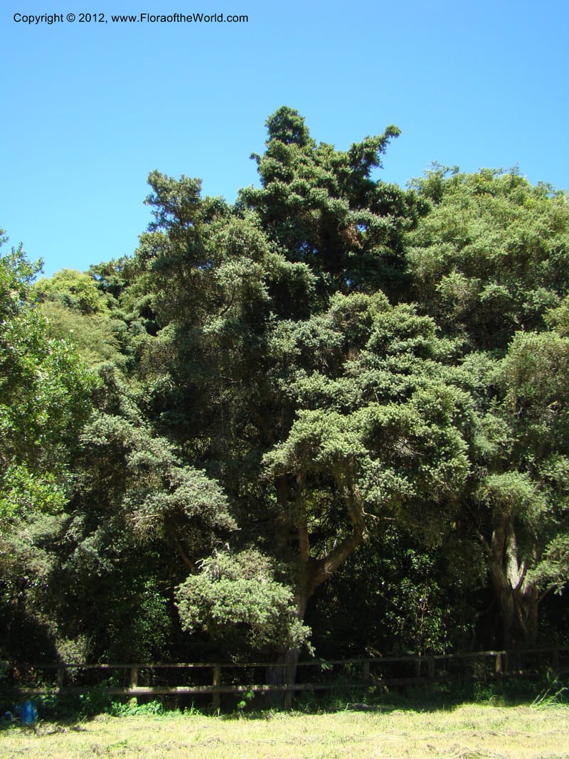 Podocarpus totora, C. Gemmill 646--New Zealand. Waikato Distr. Puke Moke Moke Res. 26 Nov 07. 138 (10).jpg