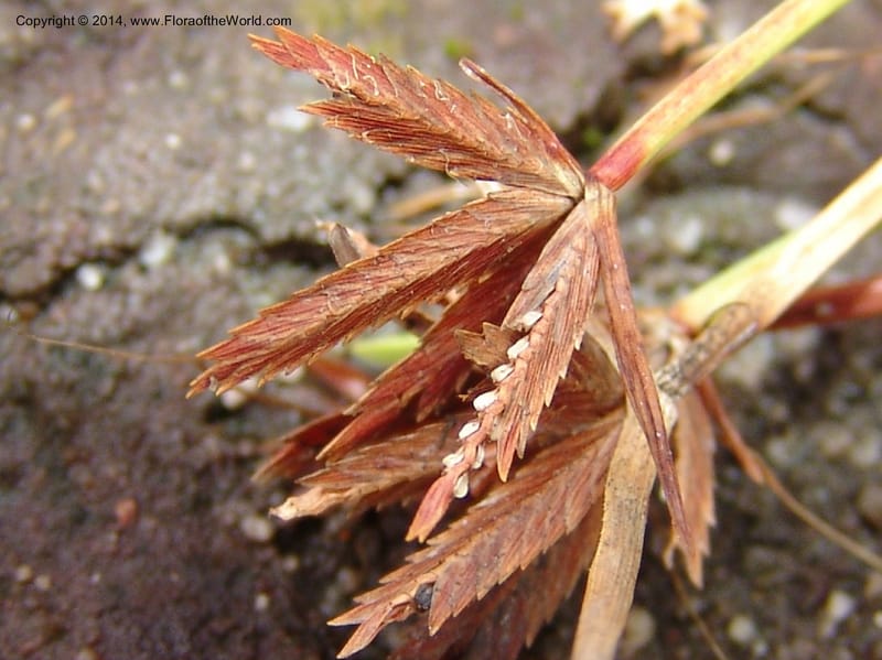Cyperus rupestris--So.Africa. E. Cape. Umtamvuna Nat. Res. 11 Mch 05. 370a.jpg