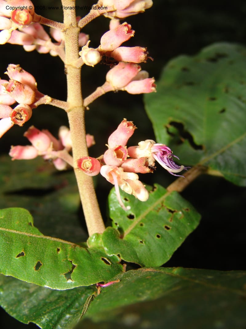 Miconia impetiolaris, RVasquez33019--Peru. Pillcopata. Qbda Pini Pini. 29 Oct 07. 833.jpg