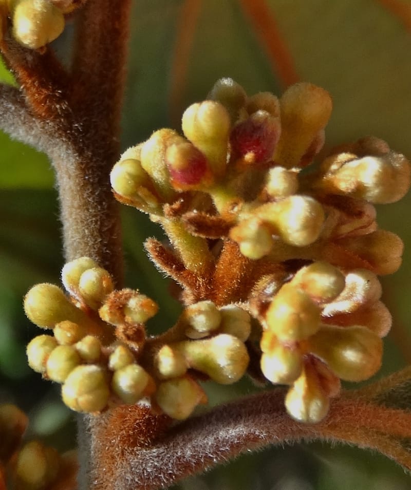 Cryptocarya turrilliana, Lowry, P 7352--Fiji. Nabouwalu Rd. 5 Nov 2015. DSC09606 (25).JPG