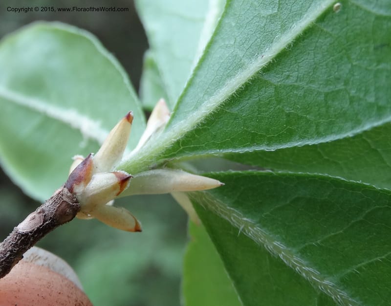 Rhododendron calendulaceum, Davidson, C 12949--North Carolina. Trans. Co. Yellow Gap Rd. Pink Beds. 11 May 2015. DSC03958 (12).JPG