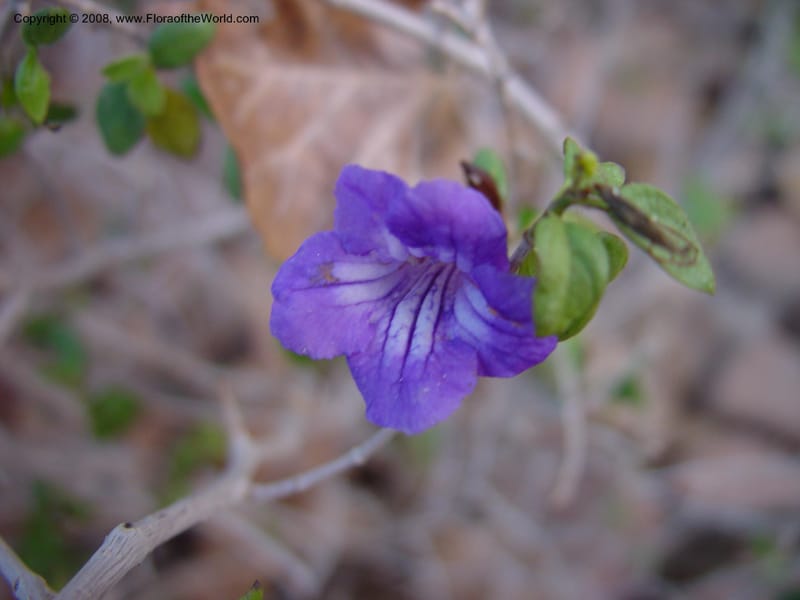 Ruellia peninsularis--CA.  The Living Desert Zoo & Gardens, Palm Desert. 15 Feb 03 036.jpg