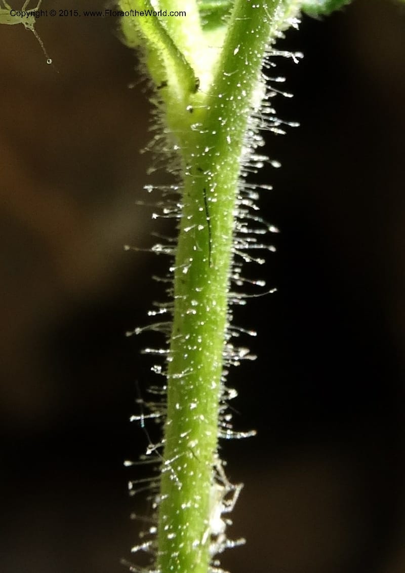 Drymocallis pseudorupestris, Davidson, C 12863--ID. Idaho Co. Seven Devils Mtns. 20 Jul 2015. DSC07745 (46).JPG