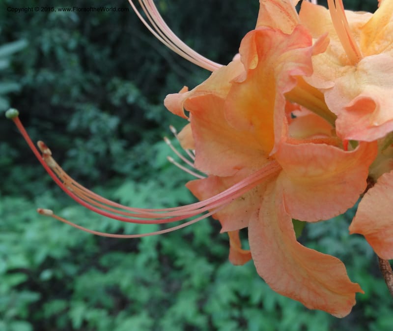 Rhododendron calendulaceum, Davidson, C 12949--North Carolina. Trans. Co. Yellow Gap Rd. Pink Beds. 11 May 2015. DSC03958 (21).JPG