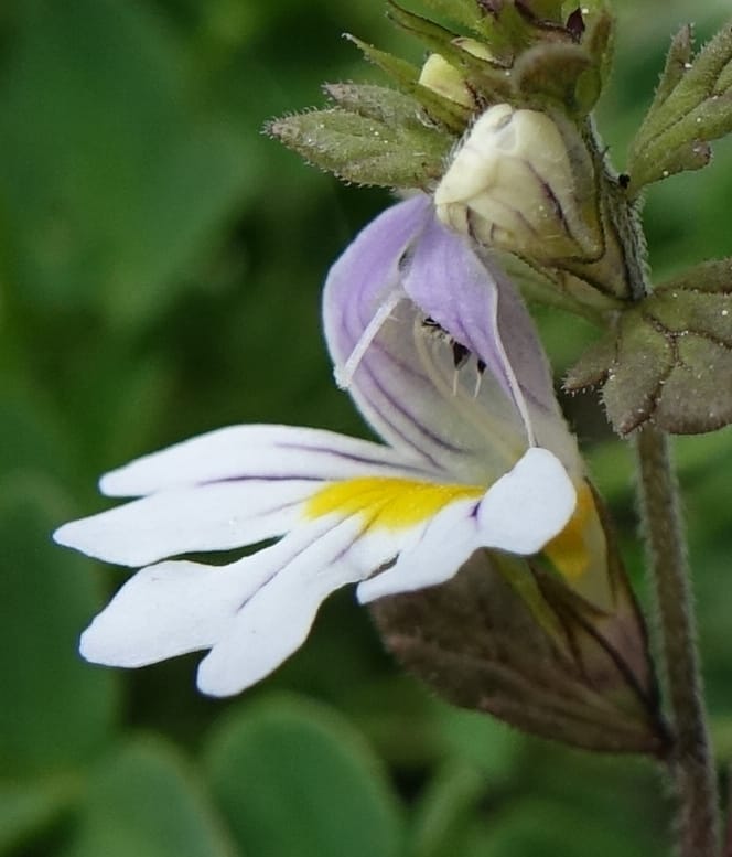Euphrasia alpina, Not collected--Switzerland. Sass Almagell. Lac Mattmark. 3 Jul 2016. DSC08449 (33).JPG