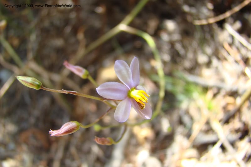 South Africa. Cape Prov. Kogelberg Nat. Res. 21 Jan 09. 177.jpg