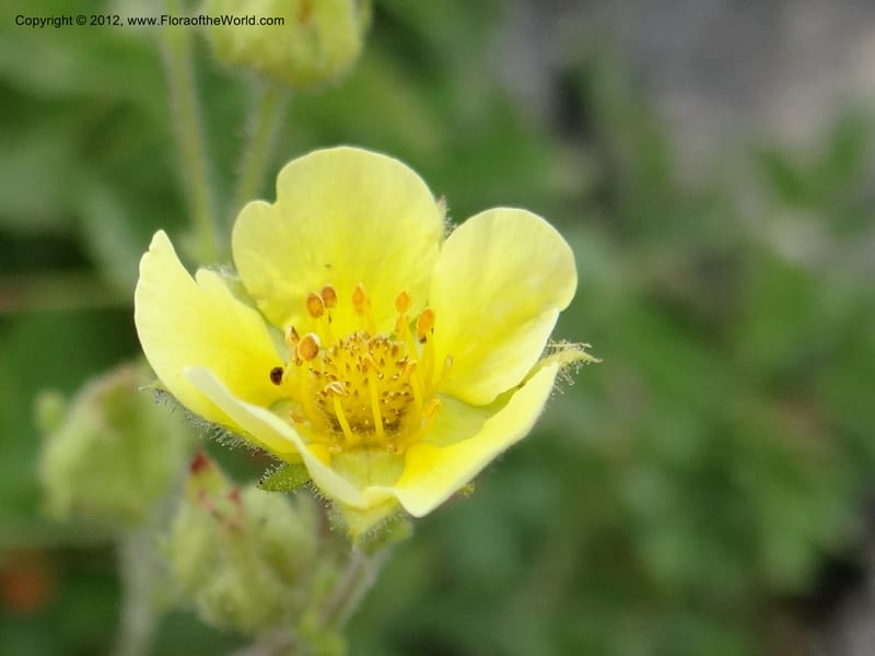 Drymocallis pseudorupestris, Davidson, C 12083--ID. Valley Co. Elk Summit. 7 Aug 2012. DSC04187 (96).JPG