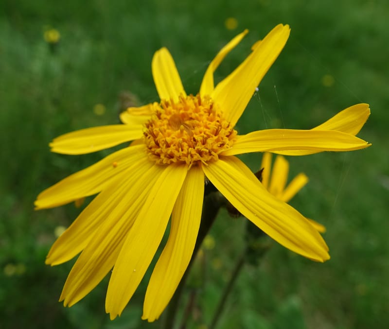 Arnica montana, Callmander, M 1293--Switzerland. Oberwald. Chapel St. Nikolas. 2 Jul 2016. DSC07728 (564).JPG