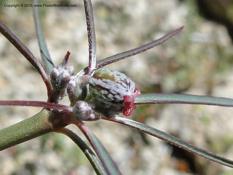 Euphorbia eriantha, C. Davidson 11664--California. Riverside Co. 1 April 2010. 309 (6).jpg