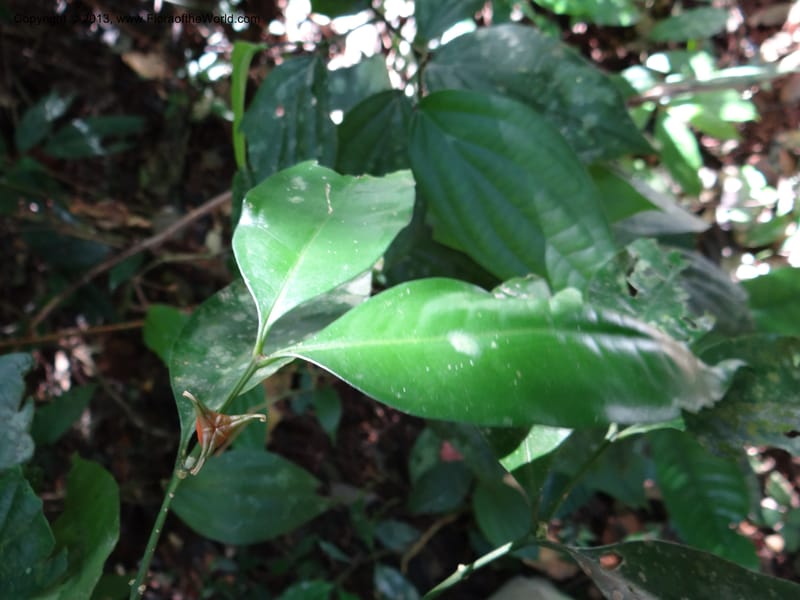 Buxus, VC 5617--Thailand. Surat Thani Prov. Khlong Phanom Nat. Park. 15 Nov 2012. (230).JPG