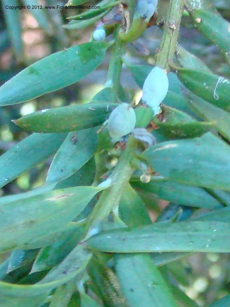 Podocarpus totora, C. Gemmill 646--New Zealand. Waikato Distr. Puke Moke Moke Res. 26 Nov 07. 138 (5).jpg