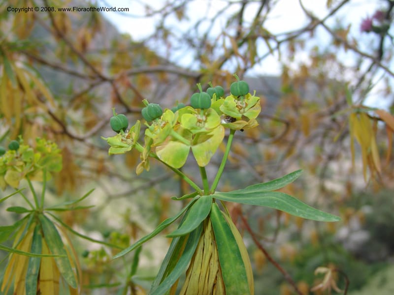 Euphorbia dendroides--Crete. Ep. Kisamos. Sirikari Gorge. 25 May 05. 221.jpg