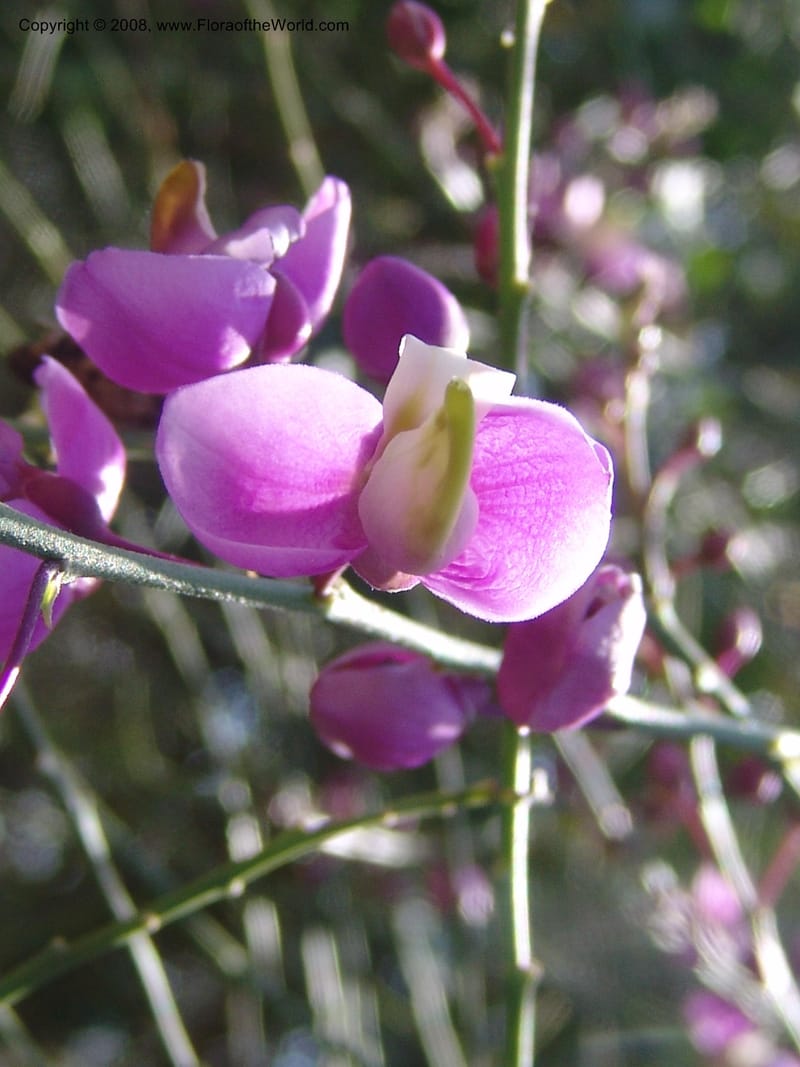 Polygala apopetala--CA. Quail Botanical Garden. 9 Apr 05. 091.jpg