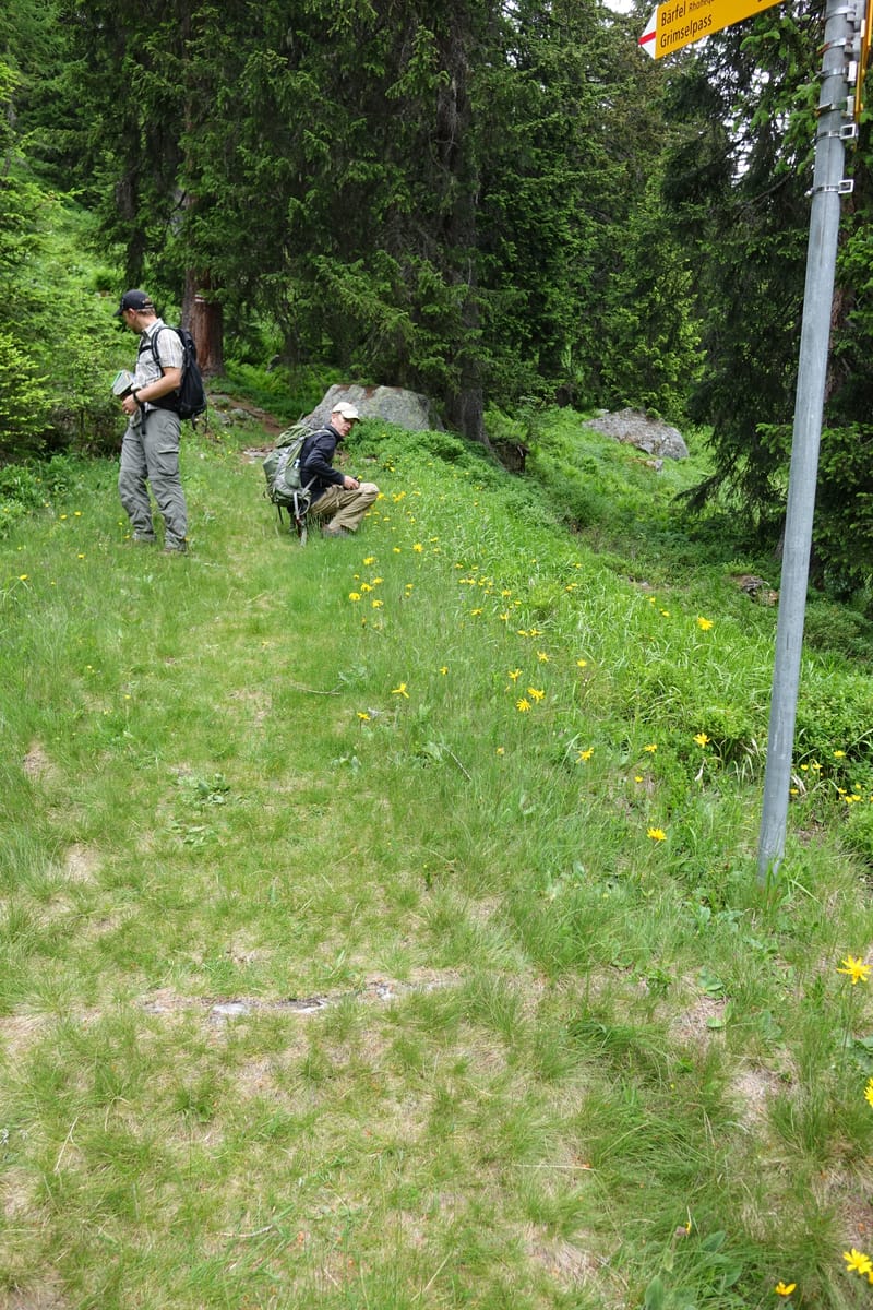 Arnica montana, Callmander, M 1293--Switzerland. Oberwald. Chapel St. Nikolas. 2 Jul 2016. DSC07728 (569).JPG