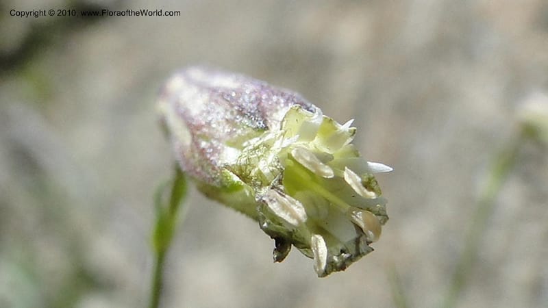 Silene repens, C. Davidson 11766--ID. Idaho Co. Josephine Lk Rd . 27 July 2010. 001 (64).jpg