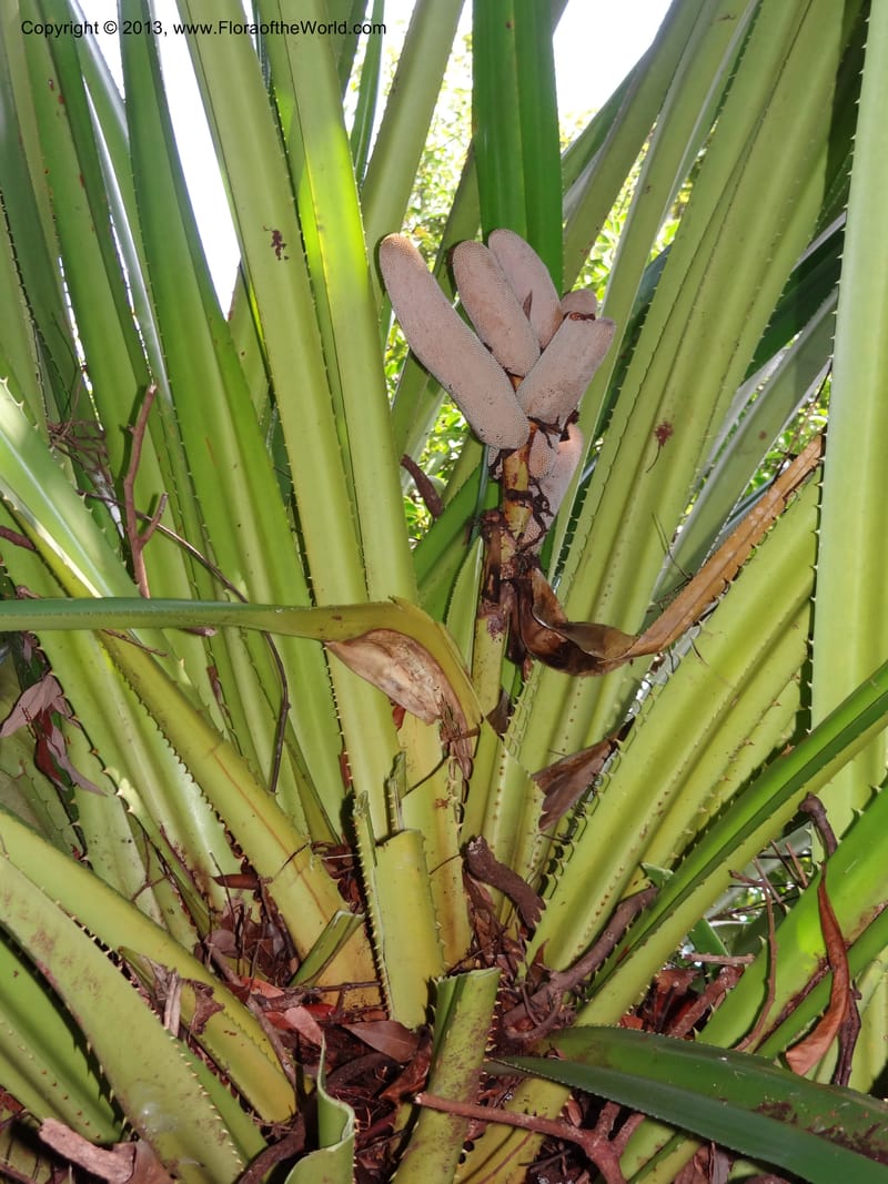 Pandanus epiphyticus, Callmander 1014--Malaysia, Sarawak. Bako Nat. Park. Paku Trail. DSC06071 (63).JPG