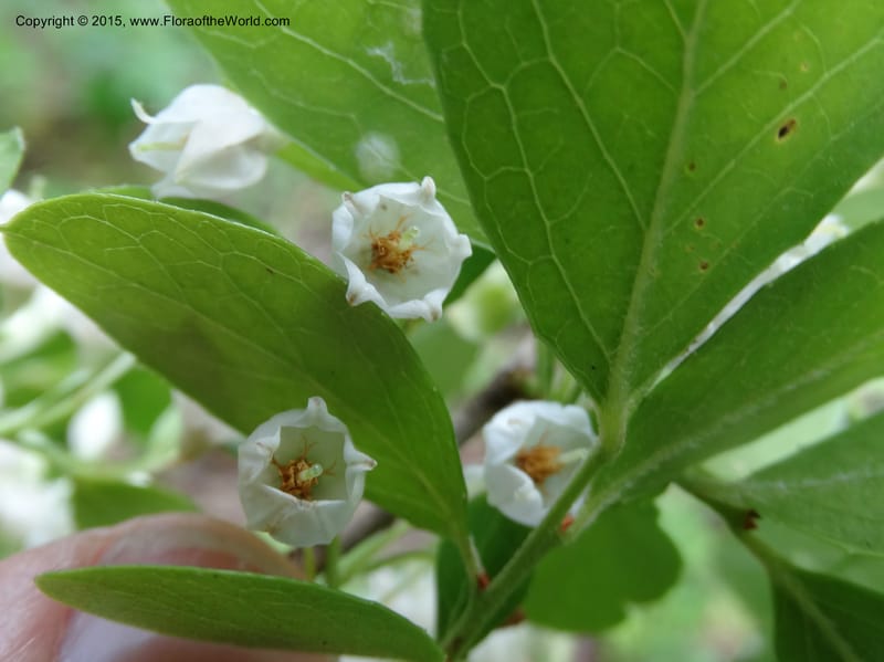 Vaccinium arboreum, Davidson, C 13042--South Carolina. Oconee Co. Tugaloo R. 19 May 2015.  (93).JPG