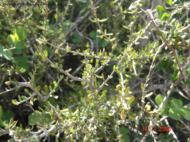 Secamonopsis microphylla, Ranaivojaona, R 1338-Madagascar, 14 Jan 2006 014 (5).jpg