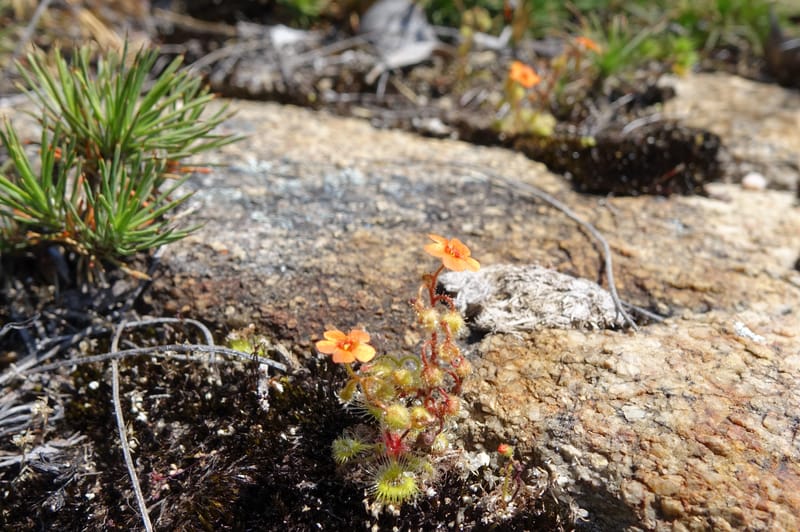 Drosera glanduligera, Davidson, C 13468--Australia. W.A. Sullivan's Rock. 28 Oct 2016. DSC05796 (136).JPG
