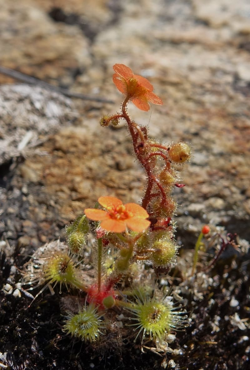 Drosera glanduligera, Davidson, C 13468--Australia. W.A. Sullivan's Rock. 28 Oct 2016. DSC05796 (131).JPG