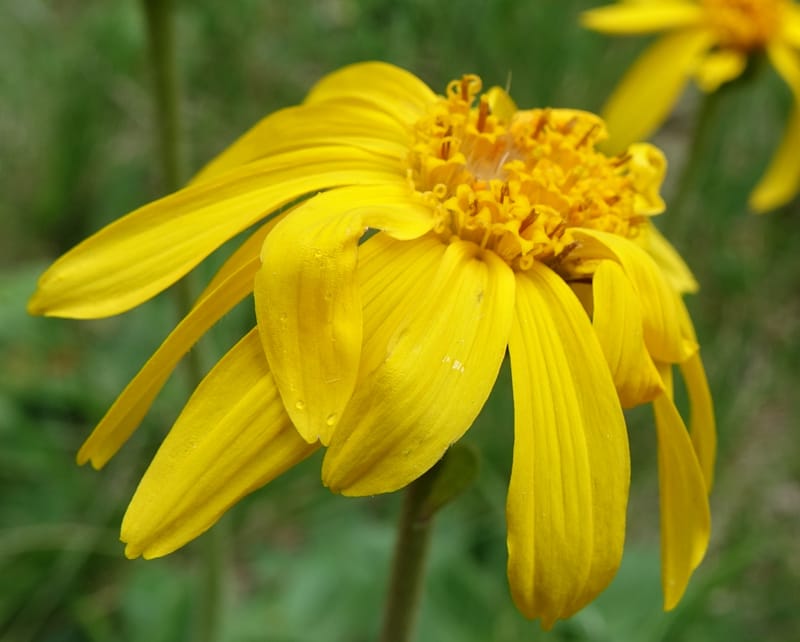 Arnica montana, Callmander, M 1293--Switzerland. Oberwald. Chapel St. Nikolas. 2 Jul 2016. DSC07728 (575).JPG