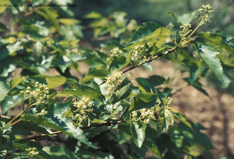 Acer ginnala--CA. Los Angeles State & Co. Arboretum. Mar 76. 004.jpg