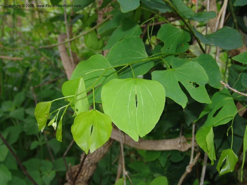Bauhinia--Madag. Prov. Tuliar. Parc Nat. Zombitse.  13 Jan 06. 411.jpg