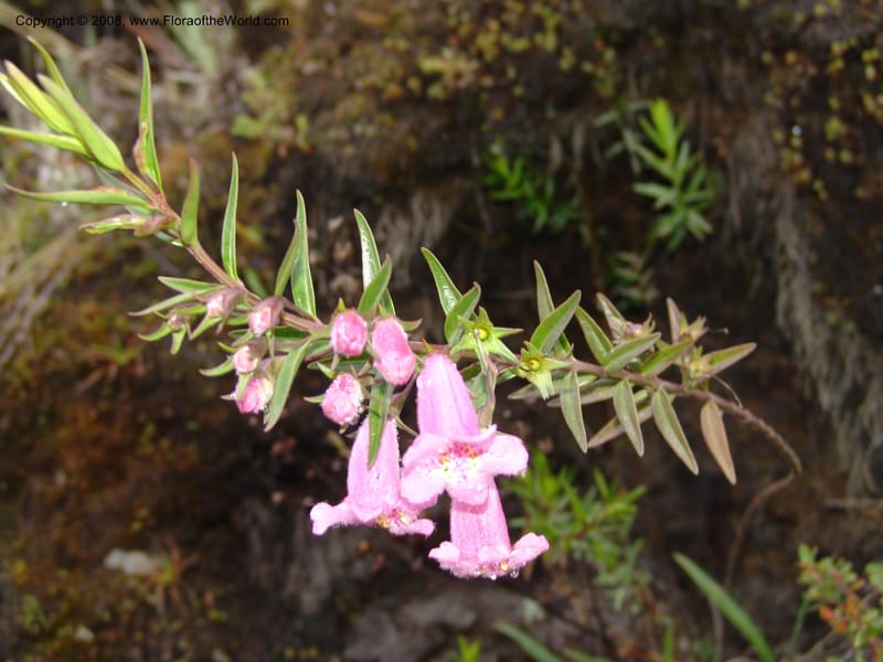 Agalinis, RVasquez32871--Peru. Prv Pauctb. Rd to Manu NP. 27 Oct 07. 363.jpg