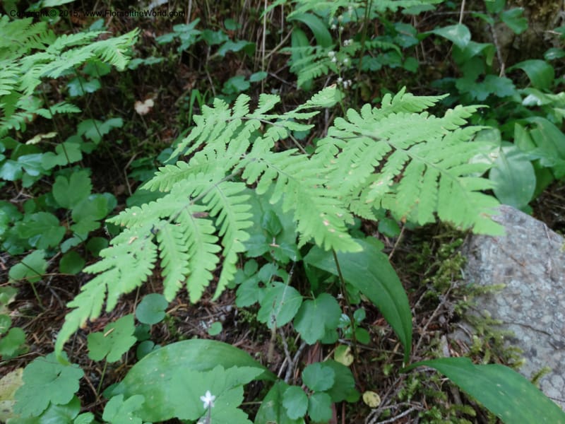 Gymnocarpium dryopteris, Davidson, C 12848--ID. Shoshone Co. St. Hwy 4. E of Burke. 2 Jul 2015. DSC07383 (59).JPG