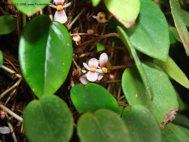 Begonia eleagnifolia--France. Nancy. Jard. Bot. Montet. 2 May 05. 172.jpg