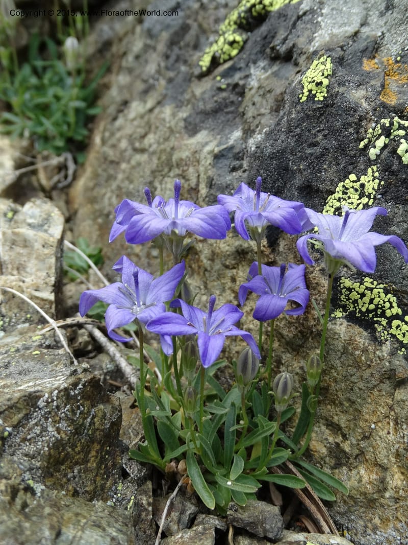 Campanula, Davidson, C 12592B--ID. Idaho Co. Seven Devils Camp Ground. 15 Jul 2014. DSC00113 (161).JPG