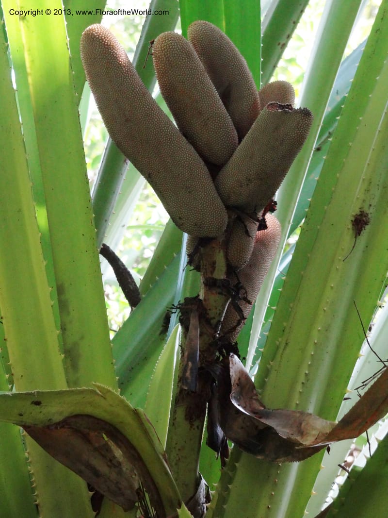 Pandanus epiphyticus, Callmander 1014--Malaysia, Sarawak. Bako Nat. Park. Paku Trail. DSC06071 (68).JPG