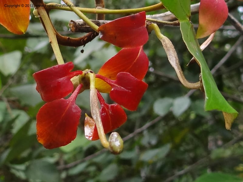 Bauhinia kockiana, SAN.153247--Malaysia, Sabah. Tawai For. Res. 9 Apr 2012. DSC07890 (32).JPG