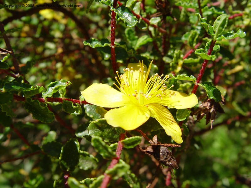 Hypericum balearicum--Spain. Blanes. Marimurtra Bot. Gard. 24 Apr 04. 061.jpg